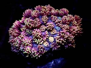｜ハナガササンゴ｜鮮やか美麗サンゴ　アクアリウムインテイリア　良色 　パープルイエロー【サンゴ】【コーラル】