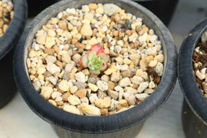 多肉植物　エケベリア・沙羅姫牡丹×メキシケンシザラゴーサ