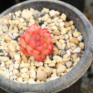 多肉植物 エケベリア・フロリディティールの画像1