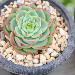 多肉植物 エケベリア・カカオチップスの画像2