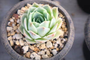 多肉植物　エケベリア・正月