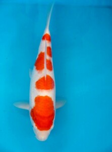 立て鯉用　紅白　32センチ　メス　2歳　松江産