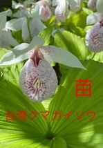 山野草　苗　台湾クマガイソウ　花芽1芽　ＮＯ.Ａ_画像1