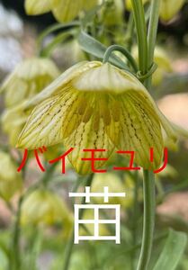 山野草　苗　バイモユリ　開花株