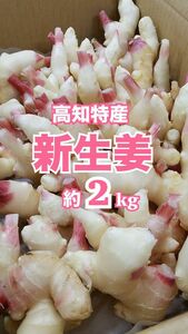 【訳あり】高知特産 新生姜 約2kg しょうが 生姜