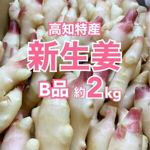 【B品】高知特産 新生姜 約2kg しょうが 生姜