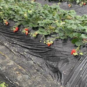 奈良県産 紅ほっぺ イチゴ ジャム加工用 ２キロ 産地直送 クール便送料無料の画像4