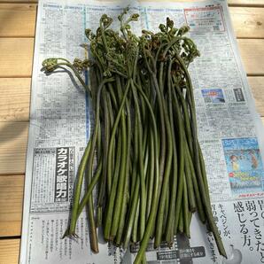 天然わらび 500〜600g（箱込み） 大サイズ 富山県 氷見産 天然 無農薬 わらび 自然 オーガニック 健康 ダイエット 自然食 田舎 里山 山菜