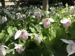 【鉢植え(2) 】開花予定花芽2芽＋葉芽1 ◆台湾（タイワン）クマガイソウ ◆山野草 ◆蘭（ラン）◆苗 ◆希少品 綺麗な薄桃色の花が咲きます