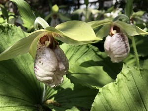 【希少品(1) 】開花予定花芽3芽 ◆日本（当地産）クマガイソウ ◆山野草 ◆蘭（ラン）◆苗 ◆希少品 