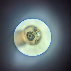 ヒプソレビアス・マグニフィカス 休眠卵15個+α(卵生メダカ)の画像3