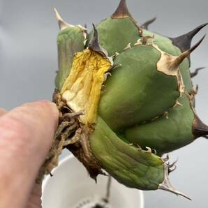 Agave titanota アガベ チタノタ Dennis 040 検)キングアーサー の画像6