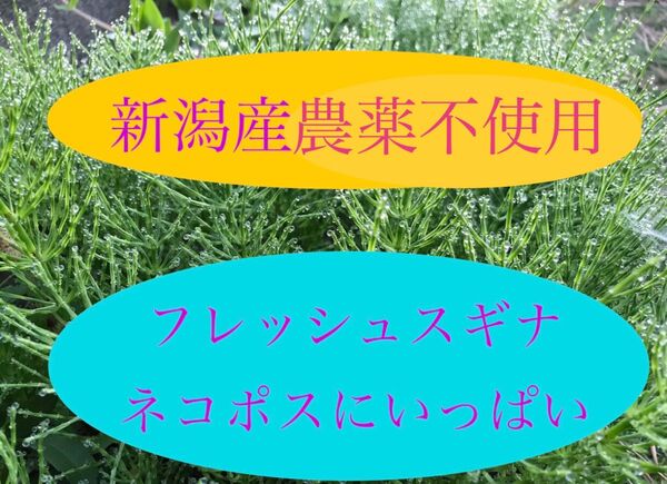 新潟産 農薬不使用 フレッシュスギナ ゆうパケットポストにいっぱい