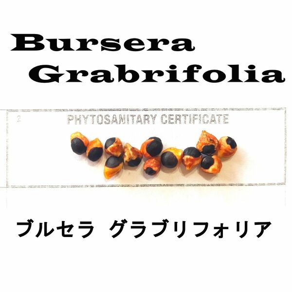 4月入荷 10粒 ブルセラ グラブリフォリア Bursera glabrifolia