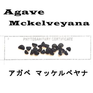 4月入荷 アガベ マッケルベヤナ Agave mckelveyana 10粒+ 種子 種