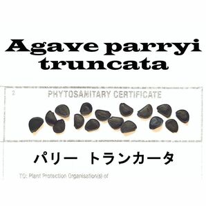 11月入荷 20粒+ パリー トランカータ 植物検疫証明書あり 種 種子