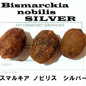 3月入荷 ビスマルキア ノビリス シルバー 10粒 種 種子 Bismarckia nobilis Silver 証明書あり