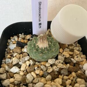 ★菊水★ストロボカクタス 検索)アストロフィツム 多肉植物 赤花菊水 ハオルチア ギムノカリキウム サボテン アガベ オテロイ チタノタ