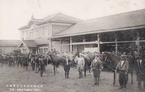 60414F●戦前絵葉書●福島県常葉産馬畜産組合 牡馬二才駒優等馬検査の実景●古写真 郷土資料 観光 明治 大正 昭和