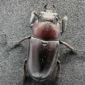 【東京都八王子市産】ノコギリクワガタ新成虫1ペア（♂55♀28)の画像6