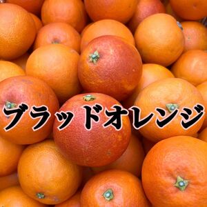 ブラッドオレンジ (タロッコ)秀品 みかん 高級みかん