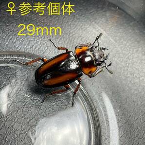 サバゲノコギリクワガタ(サベッジノコギリクワガタ)♀3頭セット の画像1