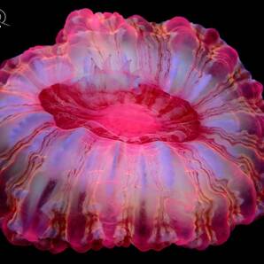 水槽映え！『コハナガタサンゴ/蛍光ピンク』サイズ/約７～８センチ サンゴ〔ウミセカイ〕の画像1