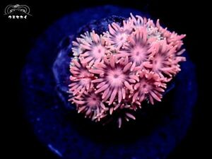 うすピンク！『ハナガササンゴ/ピンク』フラグ/サイズ/約１．５ｃｍ　サンゴ〔ウミセカイ〕