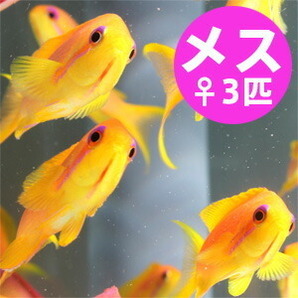 インドキンギョハナダイ メス 3匹セット 5-7cm± (A-0330) 海水魚 サンゴ 生体の画像1