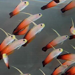 ハタタテハゼ 【3匹】 4-6cm±(A-0339) 海水魚 サンゴ 生体