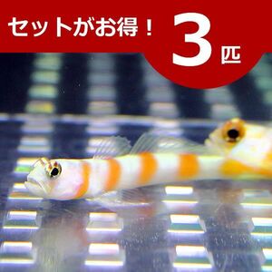 ヤノダテハゼ ３匹セット (A-0023) 海水魚 サンゴ 生体