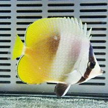 ミゾレチョウ 8-10cm±(A-3468) 海水魚 サンゴ 生体_画像2