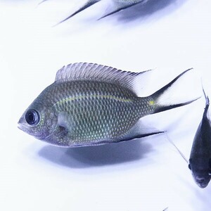 スパイニークロミス 5匹set 3-4cm(A-3200) 海水魚 サンゴ 生体