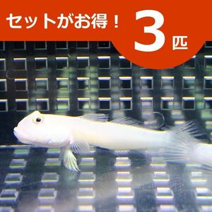 ミズタマハゼ ３匹セット (A-0019) 海水魚 サンゴ 生体