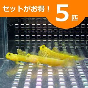 ギンガハゼ イエロー 3-5cm± ５匹セット (A-0014) 海水魚 サンゴ 生体