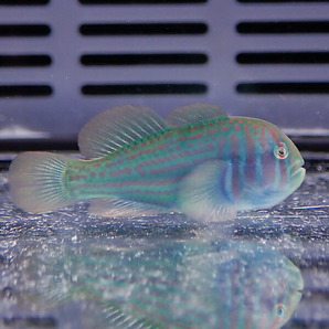 ベニサシコバンハゼ 2-3cm± 海水魚 ハゼ(A-0294) 海水魚 サンゴ 生体の画像2