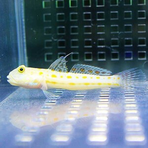 オトメハゼ3-5cm±３匹セット(A-2632) 海水魚 サンゴ 生体