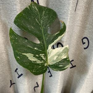 モンステラ斑入り 番号3 ホワイトタイガー　　　　　　葉付きカット茎　ボルシギアナ 