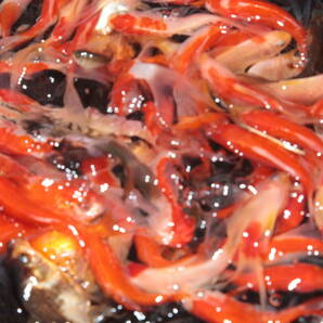 １００匹 庄内金魚 ８～１０㎝ 即決５８００円の画像6