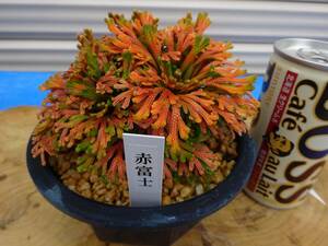 いわひば　レア品種 《 赤富士 》 10年物　岩松　巻柏　古典園芸植物　イワヒバ　盆栽