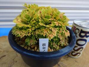 i.... goods { yellow gold no.}13 year thing rock pine volume Kashiwa classic gardening plant iwahiba bonsai 