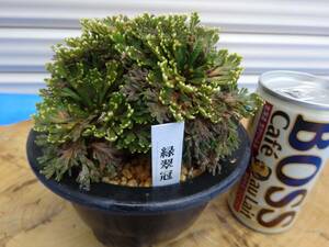 i.... goods { green ..} 10 year thing rock pine volume Kashiwa classic gardening plant iwahiba bonsai 