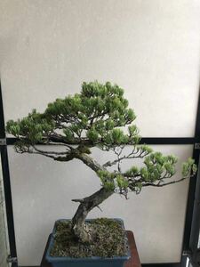  pine bonsai . leaf pine Japanese black pin 