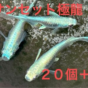 [人気品種] サンセット極龍めだか 有精卵20個＋α