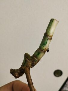 ５【土に植え替え可能】【発根済み茎】斑入りモンステラ　ホワイトタイガー　大型品種