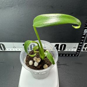 モンステラ バールマルクスフレーム （ディラセラータ）Monstera Burle Marx's Flame Monstera sp.dilacerata 組織培養苗 順化済 Q1の画像1