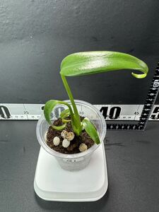 モンステラ バールマルクスフレーム （ディラセラータ）Monstera Burle Marx's Flame Monstera sp.dilacerata 組織培養苗　順化済　Q1