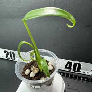 モンステラ バールマルクスフレーム （ディラセラータ）Monstera Burle Marx's Flame Monstera sp.dilacerata 組織培養苗 順化済 Q1の画像4