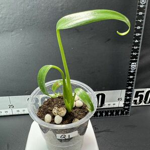 モンステラ バールマルクスフレーム （ディラセラータ）Monstera Burle Marx's Flame Monstera sp.dilacerata 組織培養苗 順化済 Q1の画像3