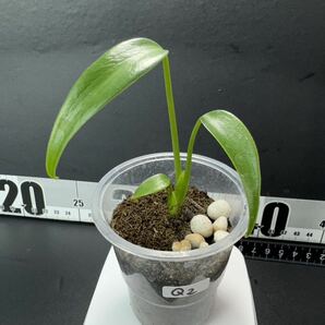 モンステラ バールマルクスフレーム （ディラセラータ）Monstera Burle Marx's Flame Monstera sp.dilacerata 組織培養苗 順化済 Q2の画像2